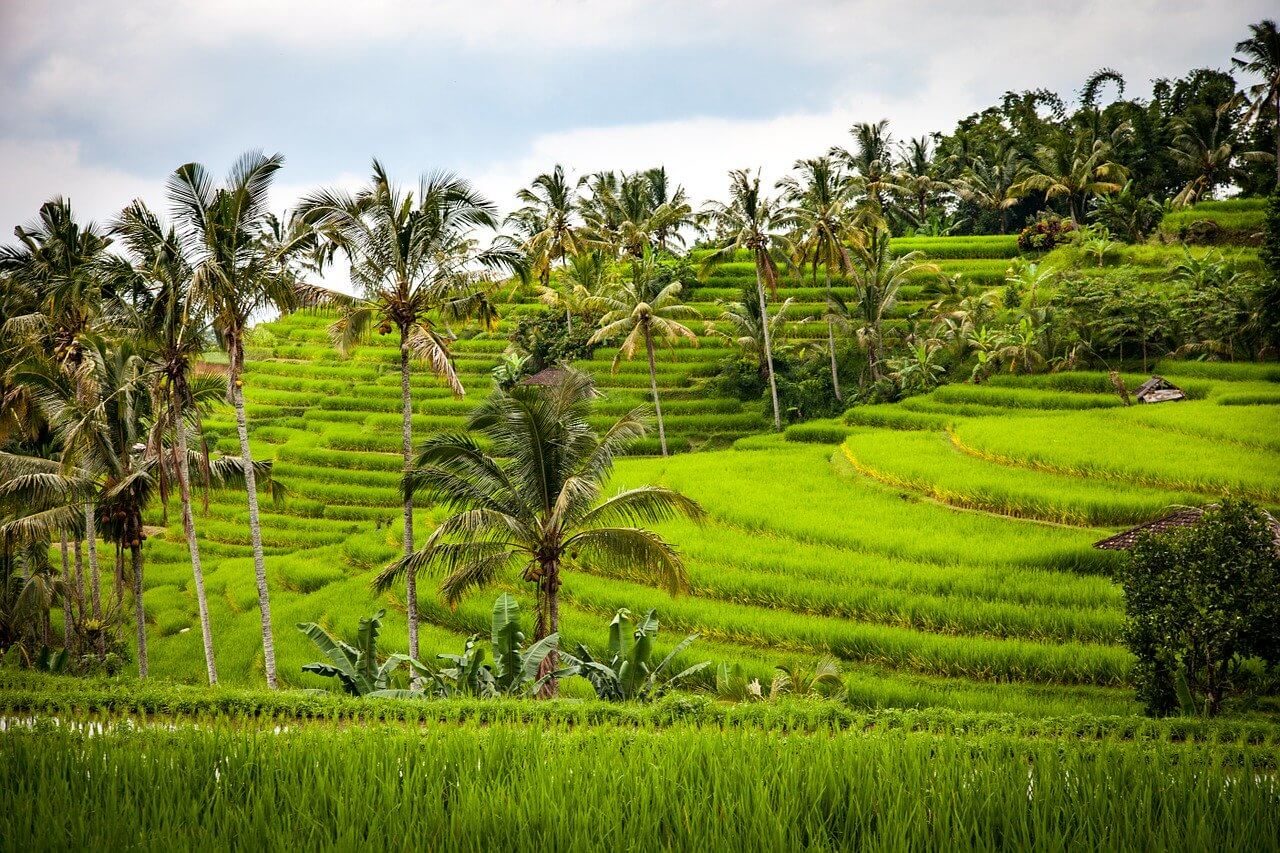 rice fields