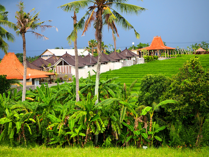 Rice Paddies in Canggu | Source: lookmal.com (Shutterstock) 