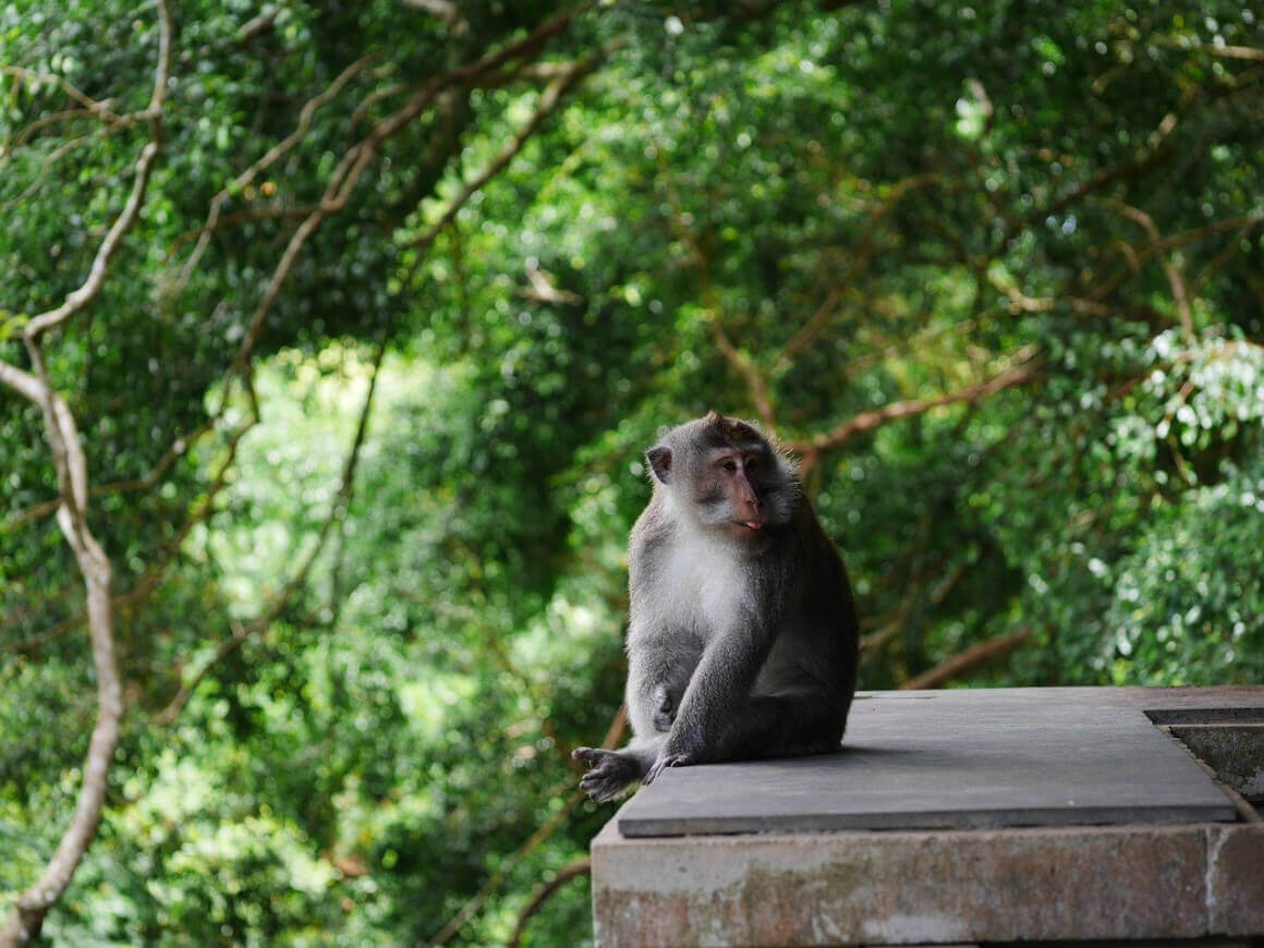 Sacred Monkey Forest